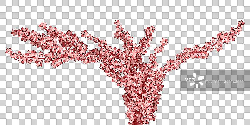 盛开的粉色樱花树图片素材