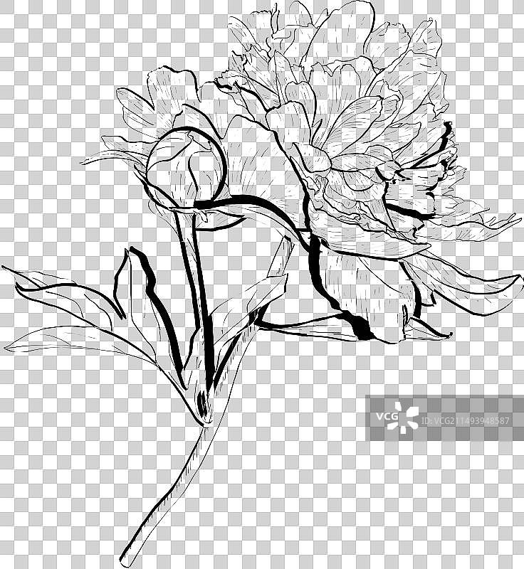 牡丹花枝图片素材