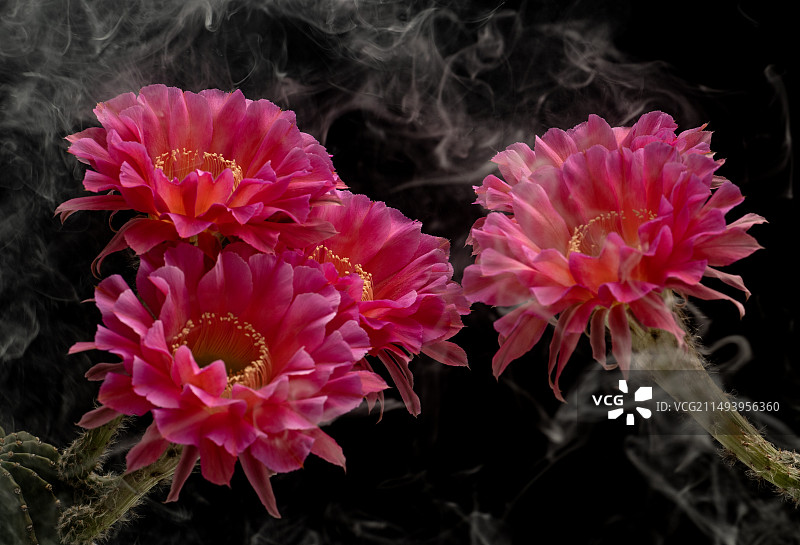 飘香（仙人球花）图片素材