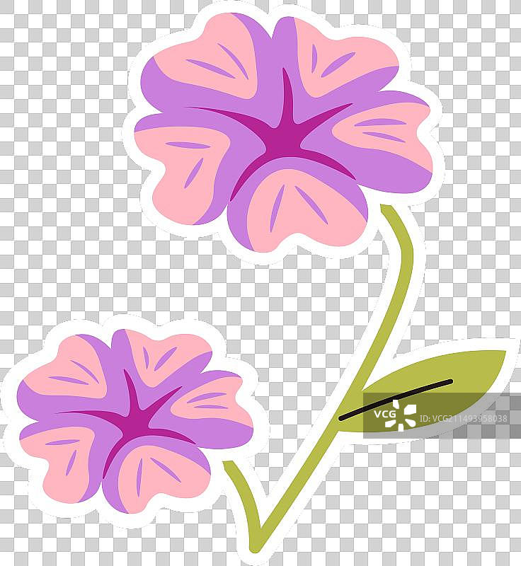 白色背景上的紫色花朵图片素材