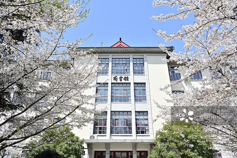 春天南京林业大学盛开的樱花图片素材