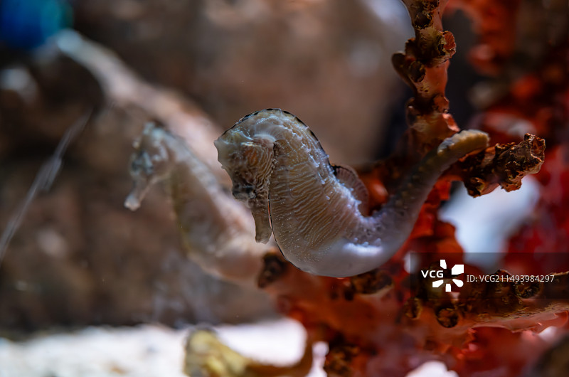 膨腹海马图片素材