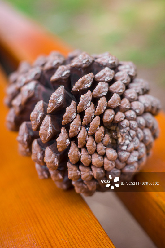 松果特写图片素材