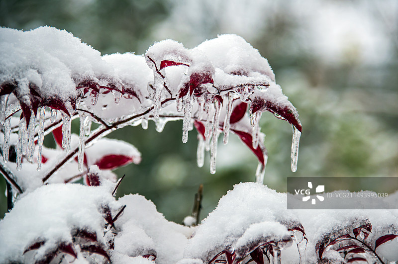 大雪 红叶 枫树图片素材