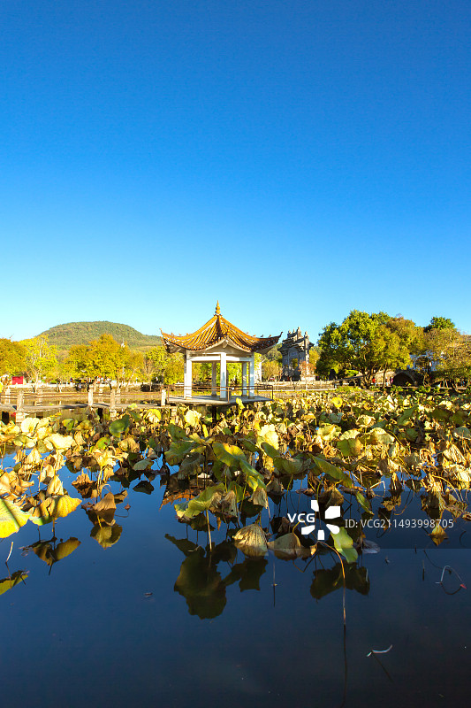 中国云南省保山市腾冲市和顺古镇黄昏荷塘景观图片素材