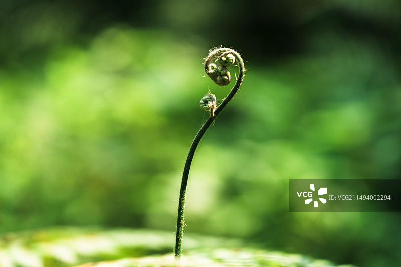 蕨类植物图片素材