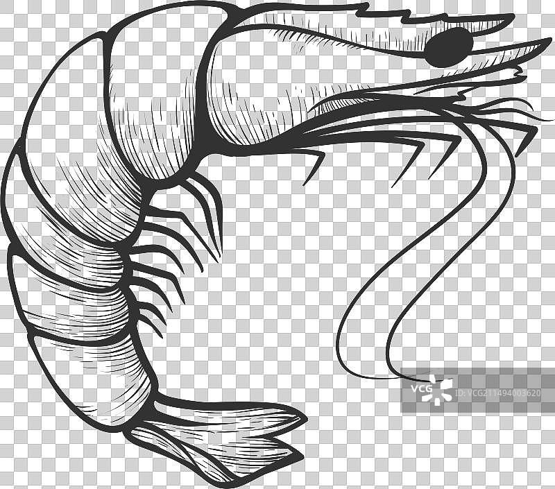 鲜虾海洋海鲜美食图片素材