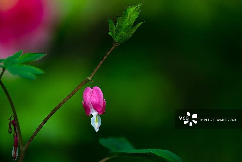 牡丹中的珍品——荷苞牡丹图片素材