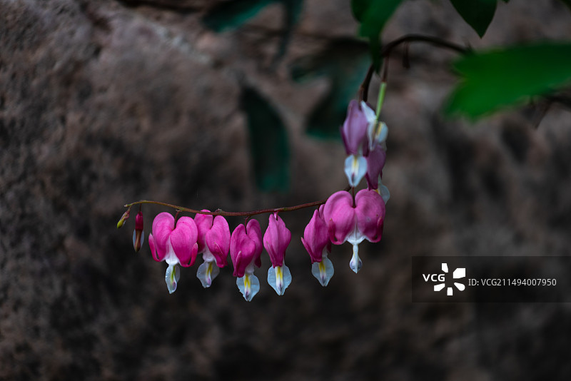 牡丹中的珍品——荷苞牡丹图片素材