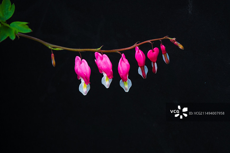 牡丹中的珍品——荷苞牡丹图片素材