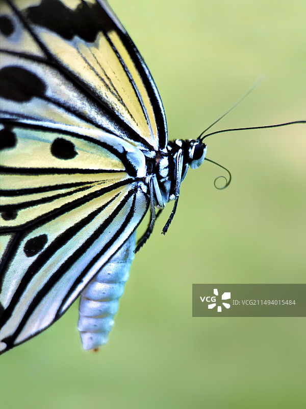 大帛斑蝶头部特写图片素材