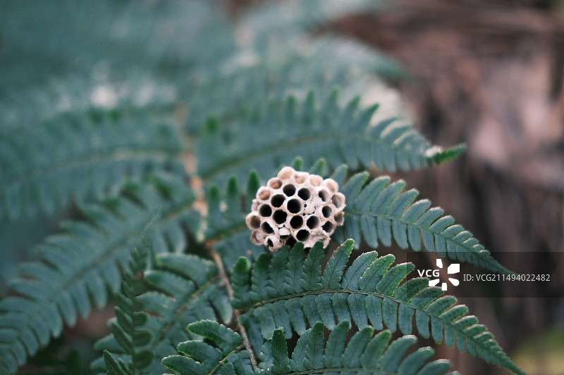 掉落在蕨类植物上的一个废弃的蜂窝，一个小蜂窝，空蜂窝图片素材