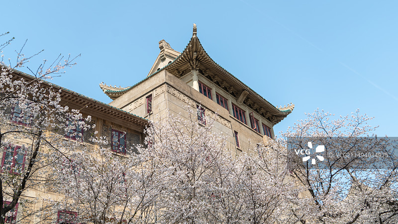 湖北武汉大学樱花季图片素材