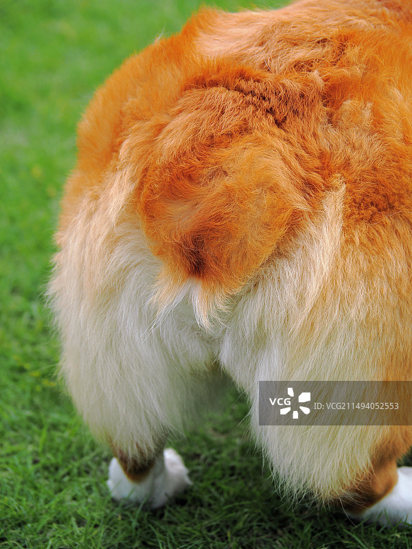 宠物狗柯基图片素材