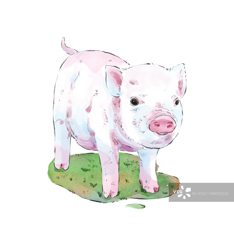 可爱小猪图片素材