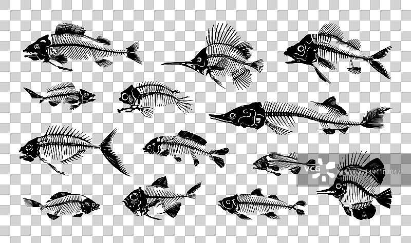 鱼骨水生动物骨骼黑色轮廓图片素材