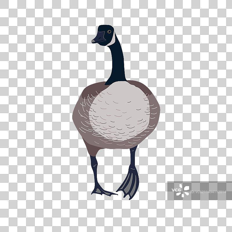 孤立的加拿大鹅图标图片素材