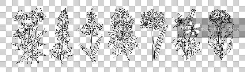 野花线条艺术图片素材