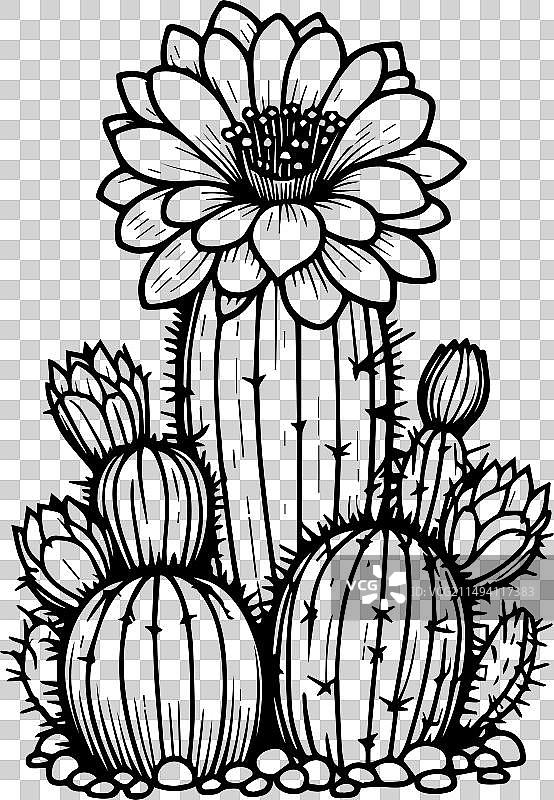 成人沙漠仙人掌涂色页图片素材