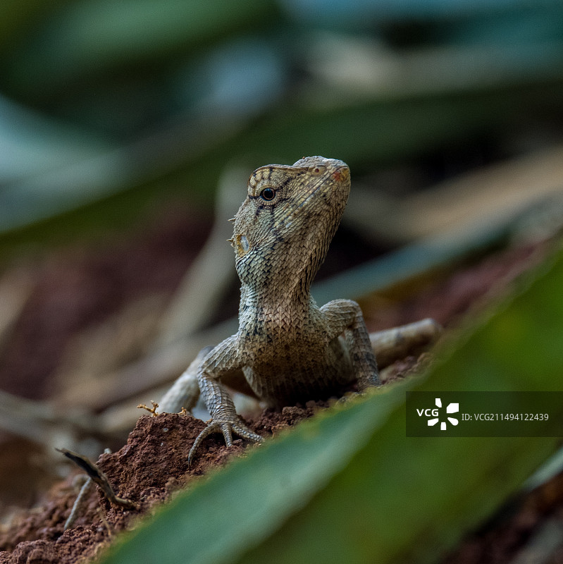 蜥蜴特写镜头图片素材