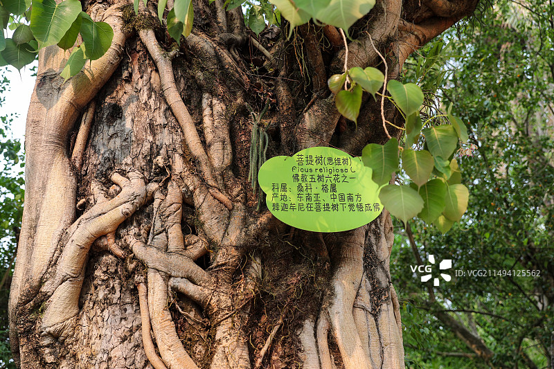 云南德宏勐巴娜西珍奇园的菩提树图片素材