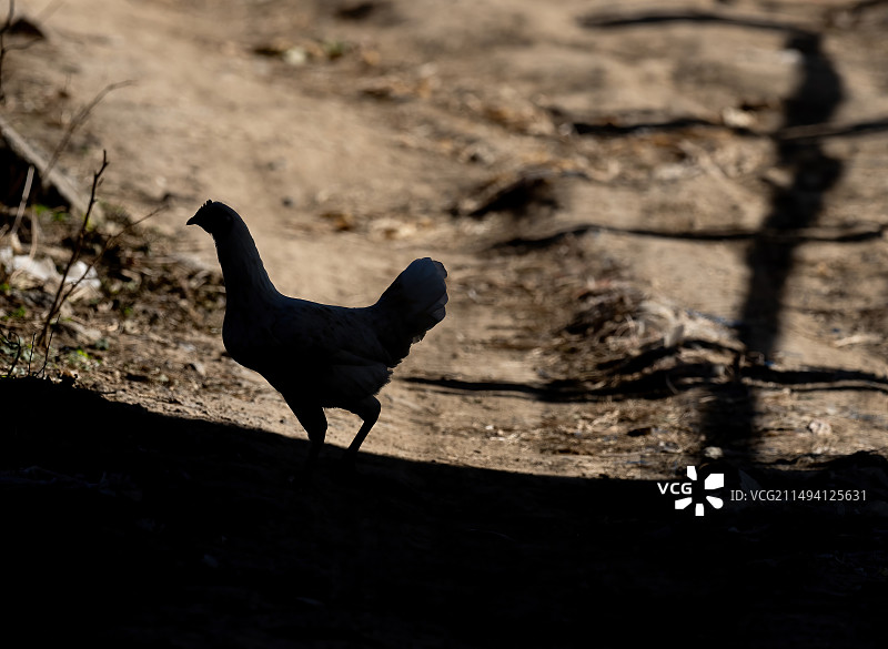 阳光下母鸡的剪影图片素材