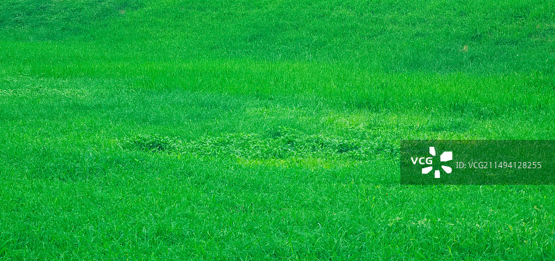 绿色的茂盛草地图片素材