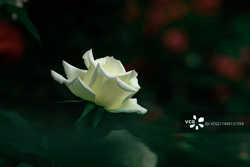 冰清玉洁图片素材