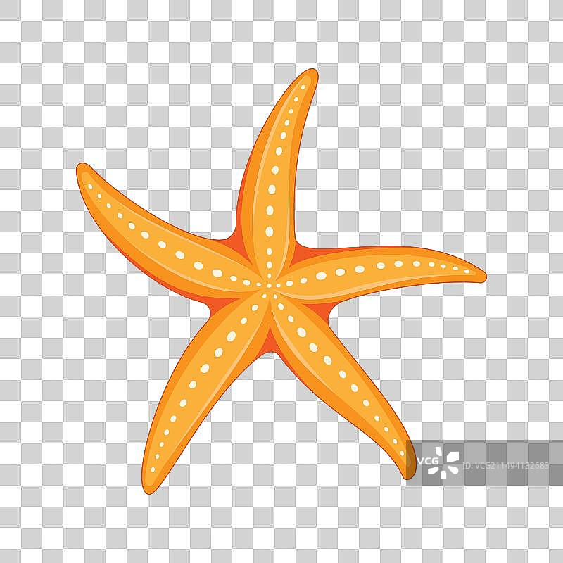 白色背景上的海星图片素材