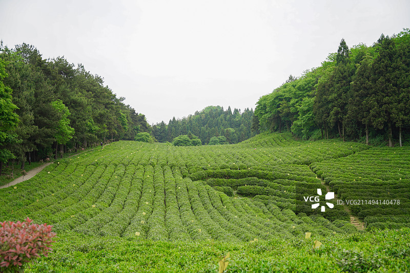 石门县白云山国有林场 茶园图片素材