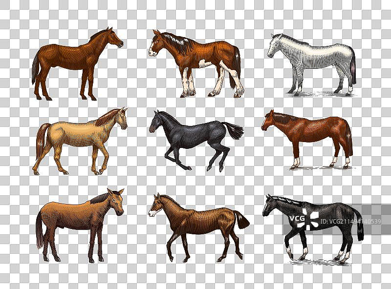 不同姿势的马匹合集图片素材