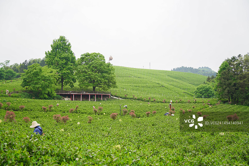 石门县白云山国有林场 茶园图片素材