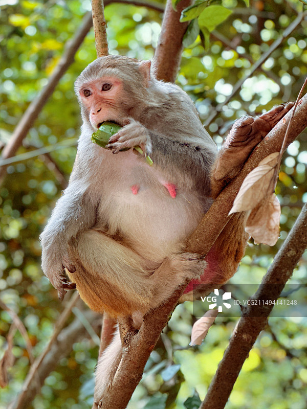 深圳塘朗山一只在树上吃青瓜的猕猴图片素材