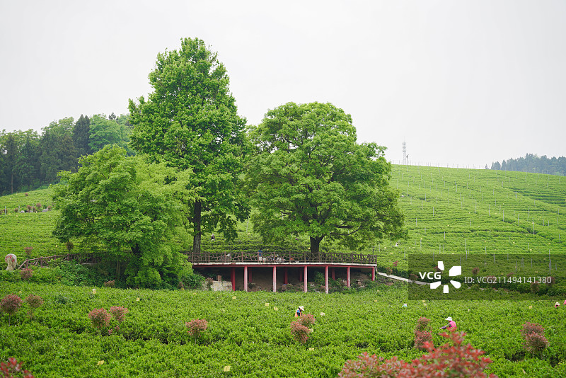 石门县白云山国有林场 茶园 古树图片素材