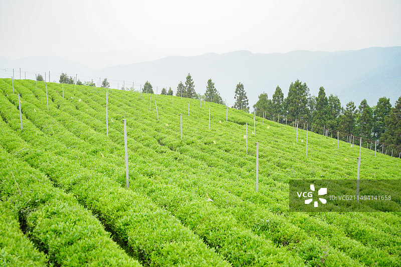 石门县白云山国有林场 茶园图片素材