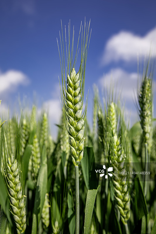 蓝天白云下的小麦穗wheat图片素材