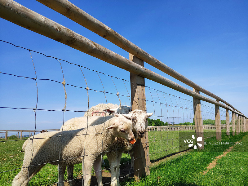 英国列斯特的动物农场，绿色的草坪，蓝天白云，牧场栏杆，动物们自由自在欢快玩耍图片素材