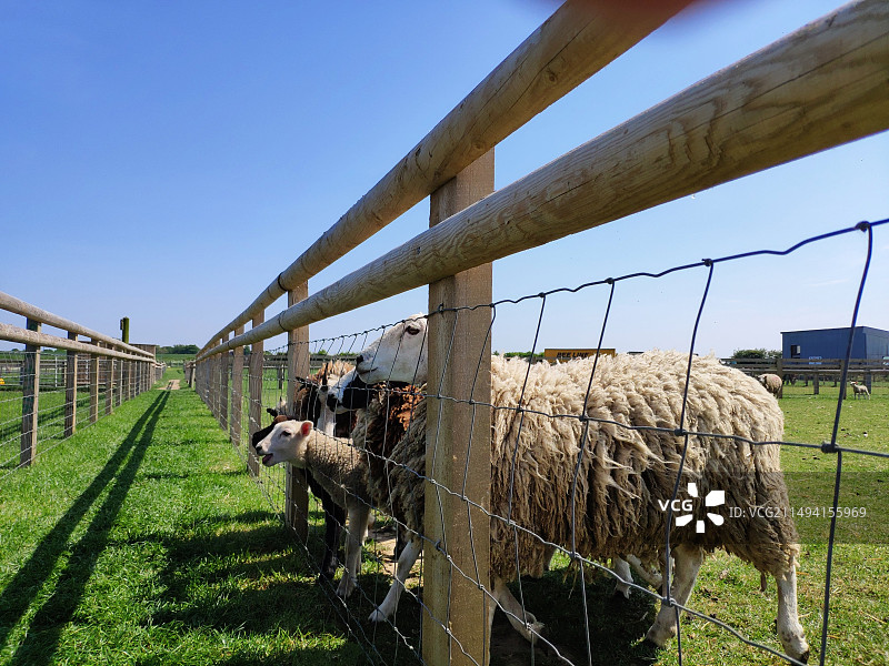 英国列斯特的动物农场，绿色的草坪，蓝天白云，牧场栏杆，动物们自由自在欢快玩耍图片素材
