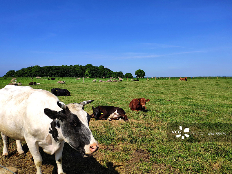 英国列斯特的动物农场，绿色的草坪，蓝天白云，牧场栏杆，动物们自由自在欢快玩耍图片素材