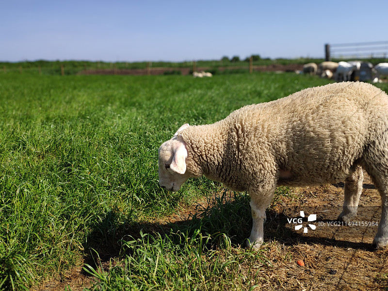 英国列斯特的动物农场，绿色的草坪，蓝天白云，牧场栏杆，动物们自由自在欢快玩耍图片素材
