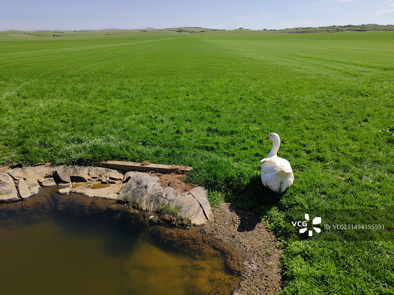 英国列斯特的动物农场，绿色的草坪，蓝天白云，牧场栏杆，动物们自由自在欢快玩耍图片素材