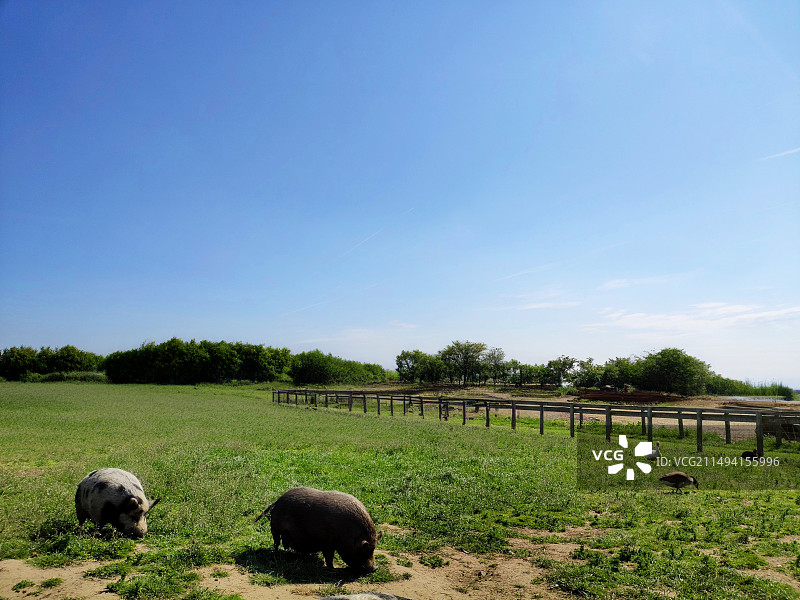 英国列斯特的动物农场，绿色的草坪，蓝天白云，牧场栏杆，动物们自由自在欢快玩耍图片素材
