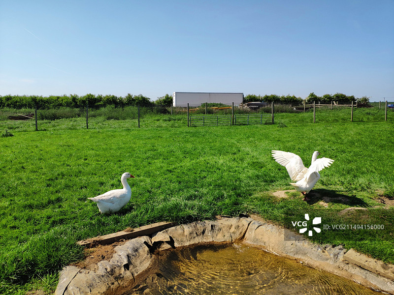 英国列斯特的动物农场，绿色的草坪，蓝天白云，牧场栏杆，动物们自由自在欢快玩耍图片素材