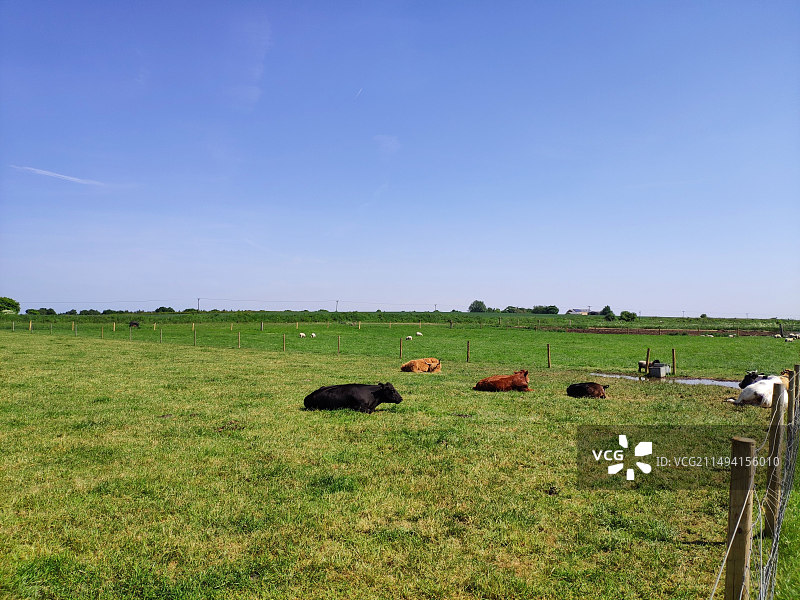 英国列斯特的动物农场，绿色的草坪，蓝天白云，牧场栏杆，动物们自由自在欢快玩耍图片素材