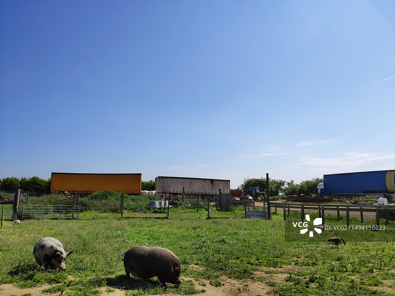 英国列斯特的动物农场，绿色的草坪，蓝天白云，牧场栏杆，动物们自由自在欢快玩耍图片素材