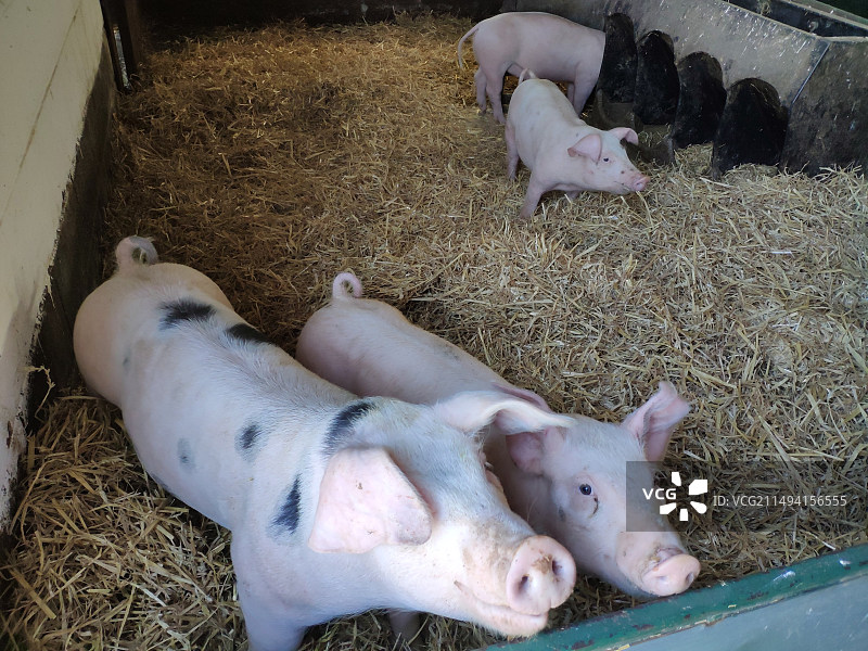 英国列斯特的动物农场，动物们在圈里吃着干草和食粮，看到人很开心图片素材