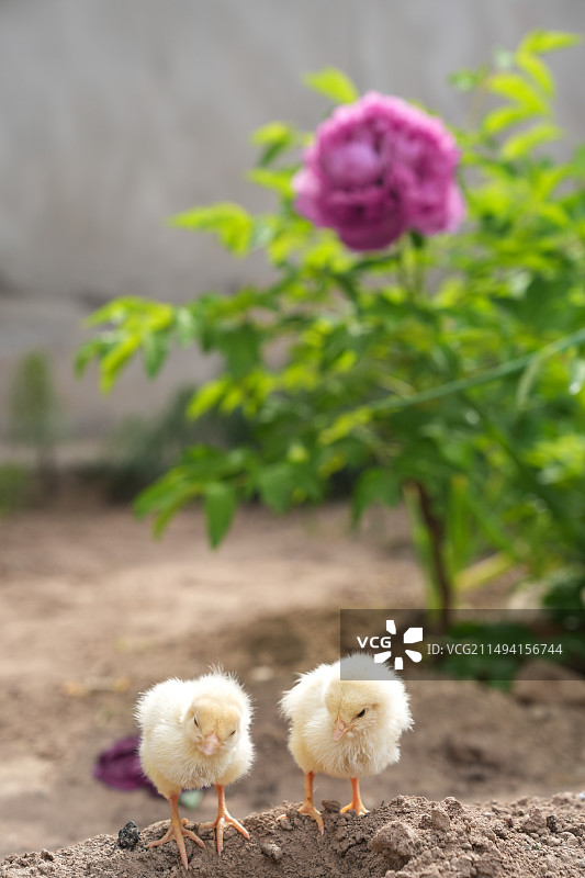 毛绒绒的小鸡和牡丹花图片素材