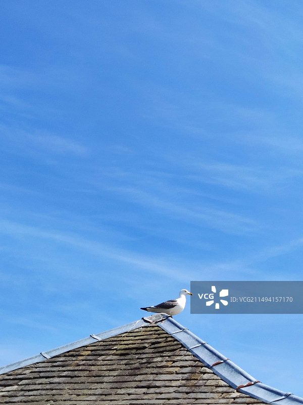 英国列斯特的动物农场，绿色的草坪，蓝天白云，牧场栏杆，动物们自由自在欢快玩耍图片素材