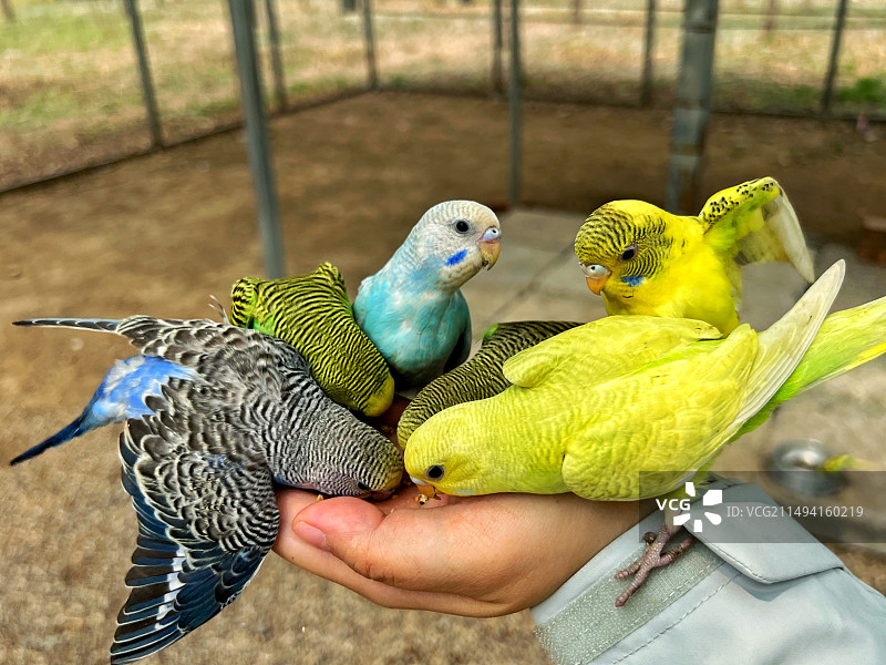 虎皮鹦鹉喂食图片素材