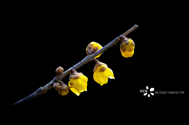 北京卧佛寺腊梅盛开图片素材